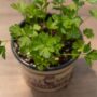 Parsely – Italian – 6.5″ Pot